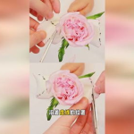 私密花瓣里面有小颗粒,揭秘女性健康密码