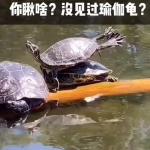 黑瓜吃料每日更新正能量视频,黑瓜吃料，陪你笑对生活挑战