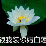网红吃瓜头像微信背景图,揭秘微信背景图新潮流